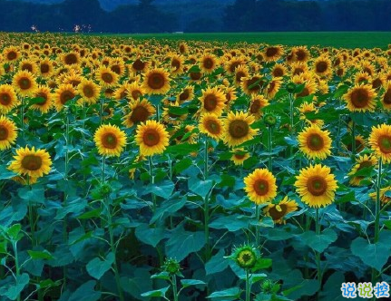 很真實幸福的愛情說說帶圖片 向另一伴告白的浪漫愛情說說5