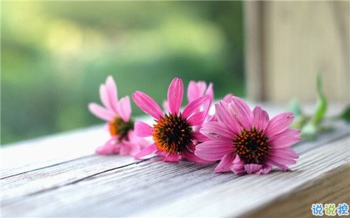 2019關(guān)于春分的微信說說帶圖片 春分節(jié)氣早安祝福語8