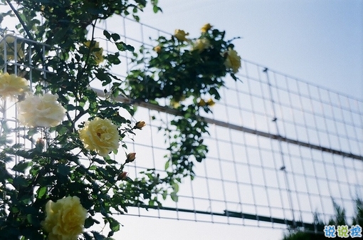 很深情很撩人的情話帶圖片 融化人心的小可愛女生說說8