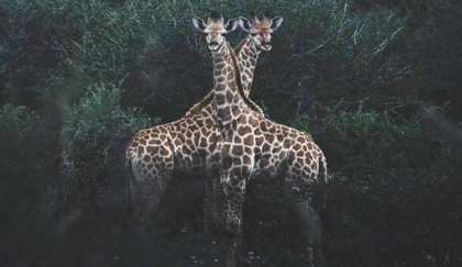 忽而夏至的悲傷日記的傷感說(shuō)說(shuō)配圖 你最美的青春都在陪他吃苦2