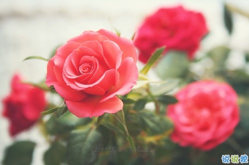 女生愛情說說幸福甜甜蜜蜜帶圖片 qq幸福說說一句話大全超簡單11