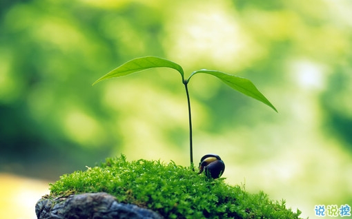 很特別的早安說說大全帶圖片 朋友圈早安心語獨一無二吸引人15