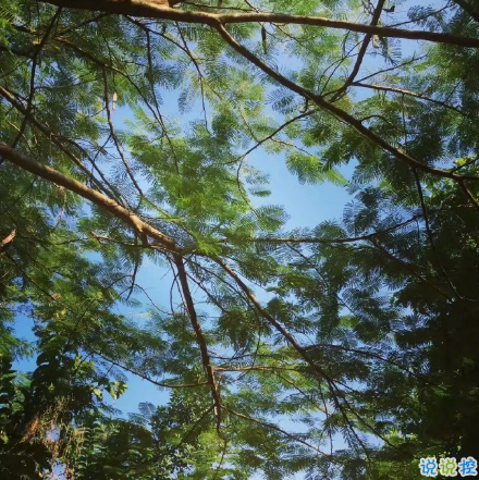 微博說(shuō)說(shuō)大全帶圖片女生唯美：所有的姍姍來(lái)遲，都是剛好的開(kāi)始1