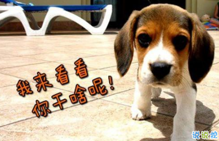 生活中那些搞笑的說說大全：好看的皮囊嫌你丑，有趣的靈魂厭你俗2