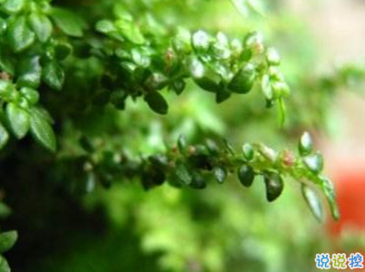 2019谷雨朋友圈說說配圖 谷雨節(jié)發(fā)朋友圈的說說優(yōu)美4