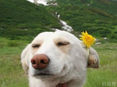 超級搞笑的說說，超級搞笑的段子