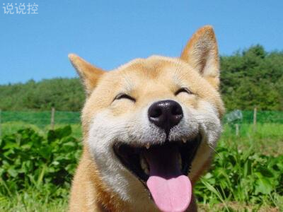 微信朋友圈萬能神評論，微信朋友圈惡搞評論