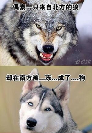 幽默搞笑句子加圖片，幽默句子帶圖片大全7