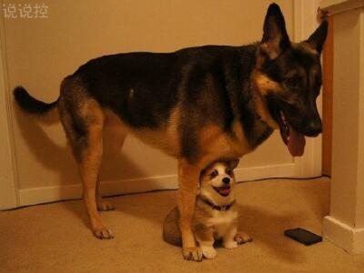 幽默搞笑句子加圖片，幽默句子帶圖片大全1