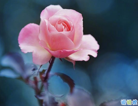 愛情說說發(fā)自肺腑的真實感受 觸動心弦的簡單愛情說說 2