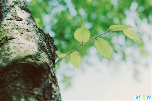 最新微信唯美說(shuō)說(shuō)大全女生專(zhuān)屬 女生都愛(ài)的文藝小清新心情說(shuō)說(shuō)2