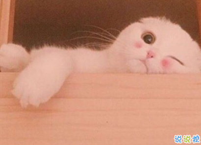 qq擴列說說怎么寫逗比 超級搞笑有趣的擴列說說1