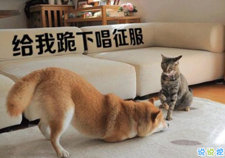 生活中那些搞笑的說說大全：好看的皮囊嫌你丑，有趣的靈魂厭你俗1