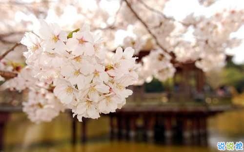 戀愛中寫給對象看的說說 2019最流行的情侶間情話真實浪漫1