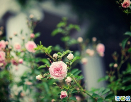 微信朋友圈一句話正能量說(shuō)說(shuō) 最新霸氣勵(lì)志說(shuō)說(shuō)致自己大全1