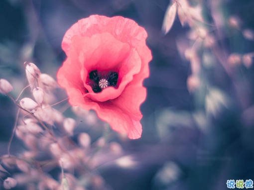 2019最新三月心情說說有點傷感 心里不是滋味的說說短句2