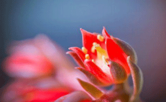 2019豬年初五迎財(cái)神心情短語(yǔ) 2019最新初五迎財(cái)神短信祝福語(yǔ)