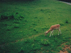 喜歡獨(dú)來(lái)獨(dú)往的人是怎樣的心理狀態(tài) 享受一個(gè)人的心情說(shuō)說(shuō)很特別