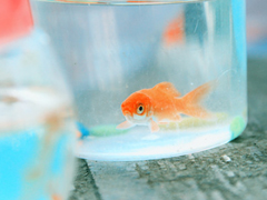 艾特自己的自嘲句子說(shuō)說(shuō)文字控 有關(guān)艾特自己的個(gè)性說(shuō)說(shuō)