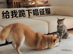 生活中那些搞笑的說說大全：好看的皮囊嫌你丑，有趣的靈魂厭你俗