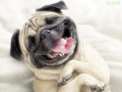 搞笑說說別人必贊：你現(xiàn)在補(bǔ)作業(yè)流的眼淚，是你浪的時(shí)候進(jìn)的水