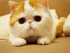 搞笑的說說：本想一口一口吃掉憂愁，沒曾想?yún)s一口一口吃成肉球