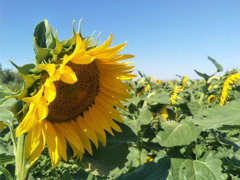 2018九月你好唯美經(jīng)典說說精選 八月再見九月你好明天會更好