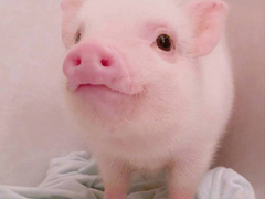 2018簡(jiǎn)單的一句話卻很搞笑的說說 有福同享有肉你長(zhǎng)