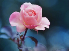 愛情說說發(fā)自肺腑的真實(shí)感受 觸動心弦的簡單愛情說說