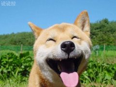 微信朋友圈萬能神評論，微信朋友圈惡搞評論