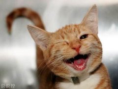 爆笑說說大全，爆笑笑話笑死人不償命