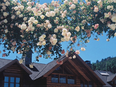 很喜歡對方的粉色少女心甜蜜溫暖的愛情說說大全