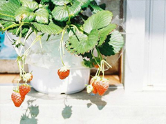 表達(dá)愛意的唯美句子配圖 肯定能打動你心的唯美說說帶圖片