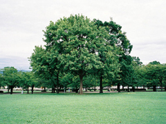 精辟犀利的愛情說說大全帶圖片 這些描寫愛情的句子太絕了