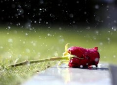 QQ空間說說圖片：明知道我是你的將就，卻還是把你當做我的所有