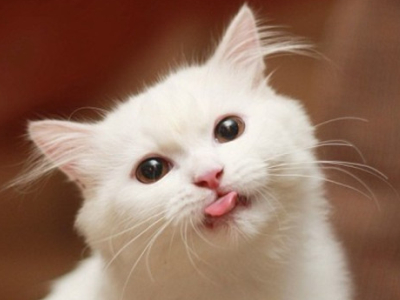 配圖片的扣扣說說：對(duì)你最好的那個(gè)人，往往是最好欺負(fù)的人