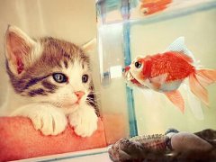 詩(shī)意的說(shuō)說(shuō)圖片大全：世間繁華如畫(huà)，你是我畫(huà)中尋找的他