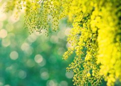 古風說說帶圖片：死生契闊，與子成說，執(zhí)子之手，與子偕老