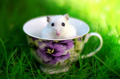 勵(lì)志說(shuō)說(shuō)帶圖片：累了想想灰太狼，想想光頭強(qiáng)，沒(méi)有理由不堅(jiān)強(qiáng)