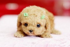 流行的說(shuō)說(shuō)帶圖片：那誰(shuí)，我到底欠你什么，連夢(mèng)里你都要讓我難過(guò)