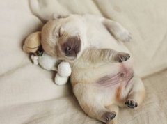 搞笑說說帶圖片：參加了一放鴿子大賽，結(jié)果比賽時就我一個人去了