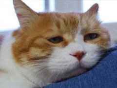 學(xué)生黨有趣圖片帶搞笑個(gè)性說(shuō)說(shuō) 你體驗(yàn)過(guò)暴瘦的滋味嗎