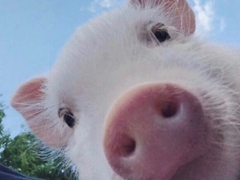 2018朋友圈說說搞笑配圖 朋友圈必評(píng)論的搞笑說說