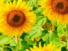 七月早安正能量勵(lì)志哲理說說帶圖 早安！七月！