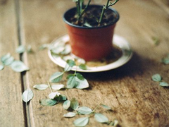 安意如經(jīng)典語錄關(guān)于人生和愛情的句子 文字控大愛的文藝安意如語錄