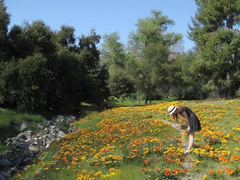 安妮寶貝作品集經(jīng)典語(yǔ)錄摘抄 美文優(yōu)美唯美的語(yǔ)錄大全安妮寶貝