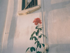 很有詩意的英文哲理句子 一句話但是很有意思的內(nèi)涵句子