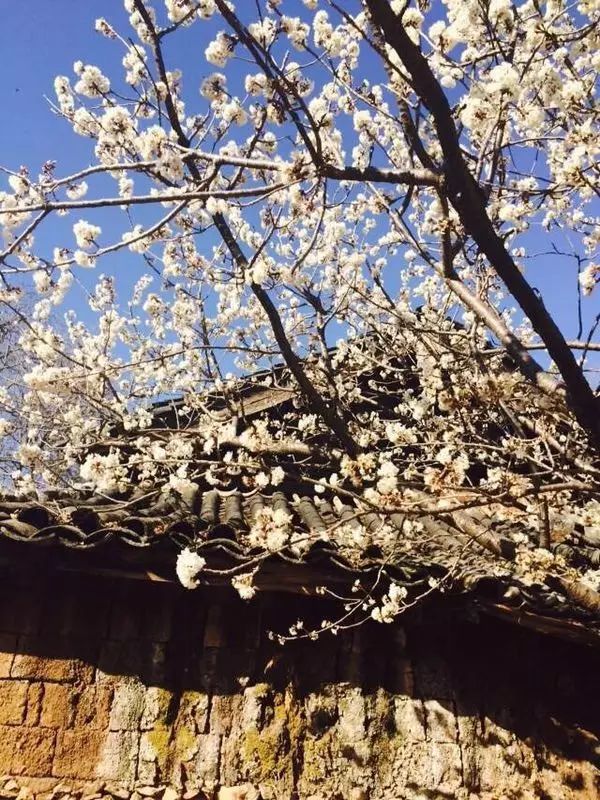 束河桃花塢，在茶馬古道浮生清閑陪父母慢慢變