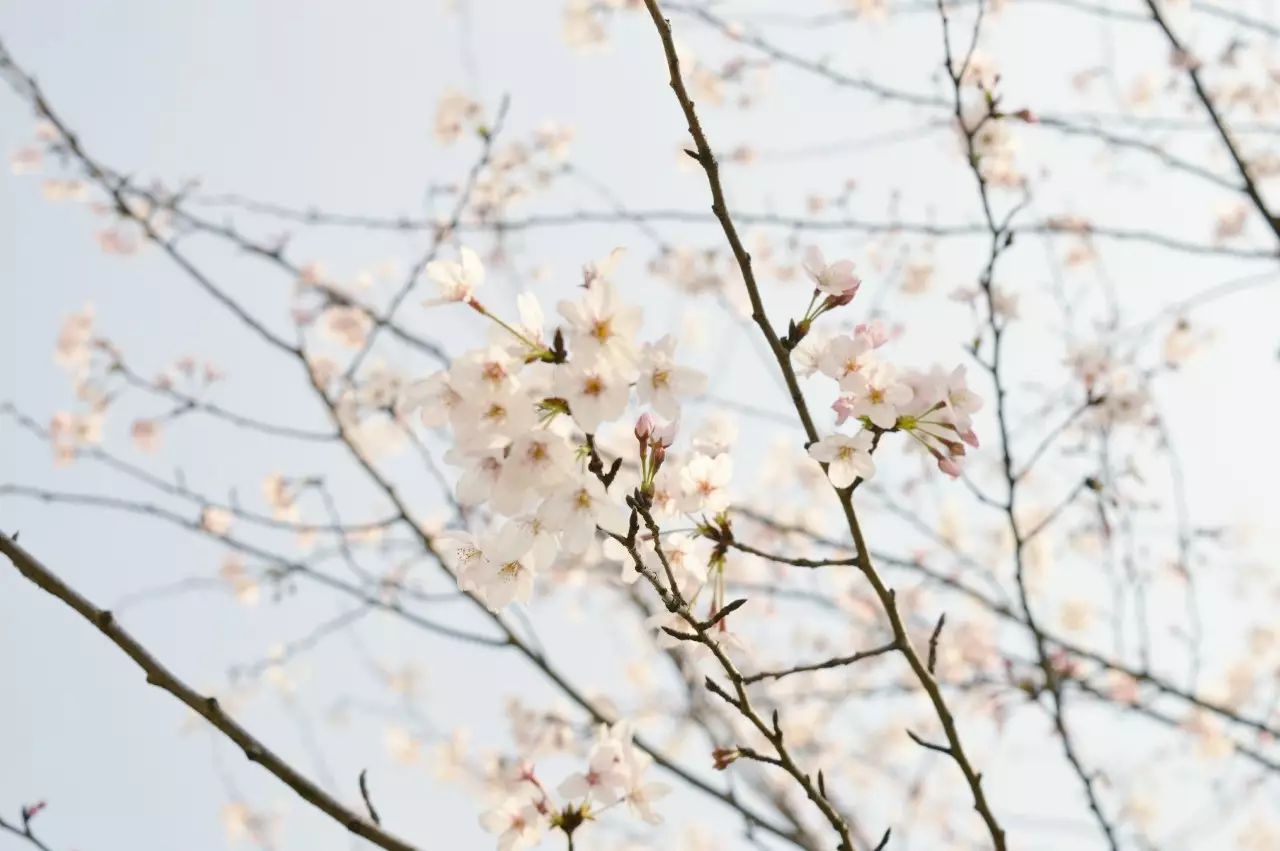 瓜洲云裳山村，春風(fēng)又綠江岸春