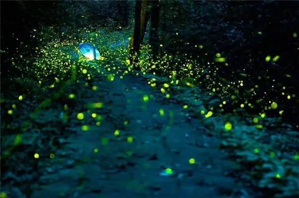 莫干山悠然九希，面朝竹海背向茶山的避暑圣地